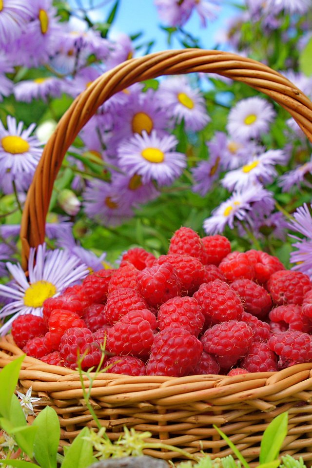 Обои цветы, природа, малина, лето, ягода, корзина, flowers, nature, raspberry, summer, berry, basket разрешение 3250x2358 Загрузить