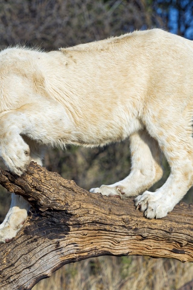Обои белый, хищник, лев, дикая кошка, молодой, white, predator, leo, wild cat, young разрешение 3000x1996 Загрузить