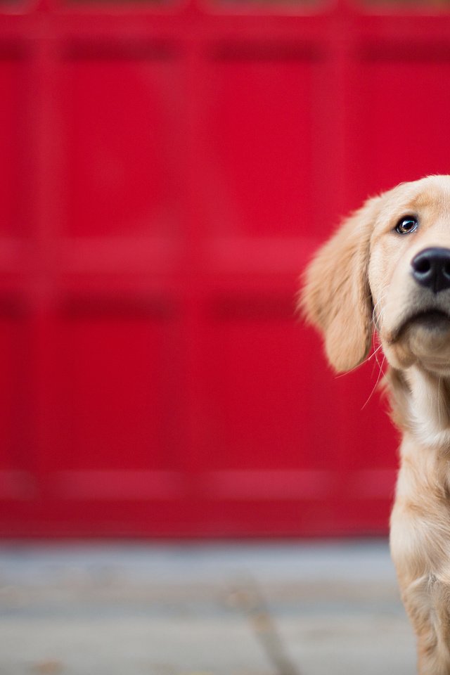 Обои глаза, взгляд, собака, золотистый ретривер, голден ретривер, eyes, look, dog, golden retriever разрешение 3600x2056 Загрузить