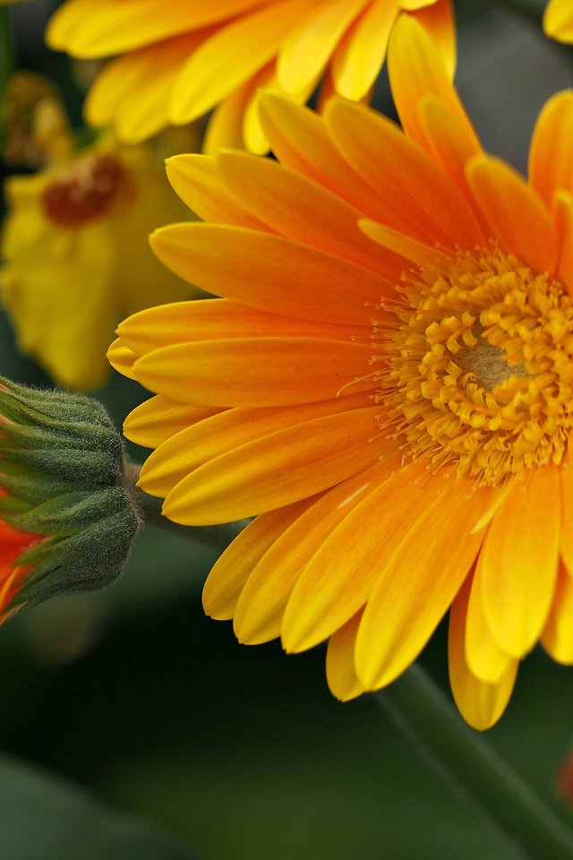 Обои цветы, макро, лепестки, желтые, flowers, macro, petals, yellow разрешение 2048x1462 Загрузить