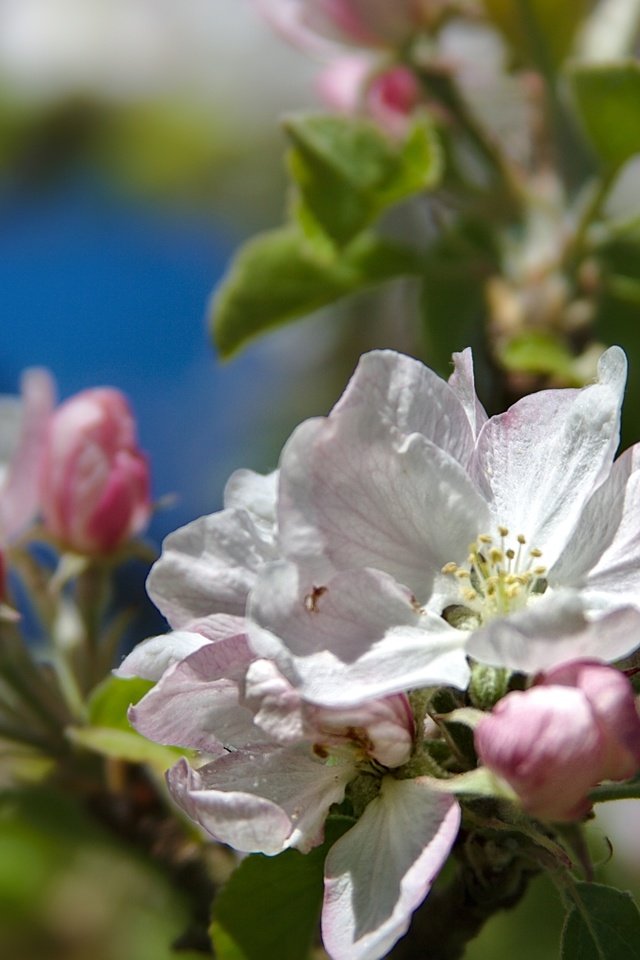 Обои ветка, дерево, макро, весна, яблоня, branch, tree, macro, spring, apple разрешение 2400x1599 Загрузить