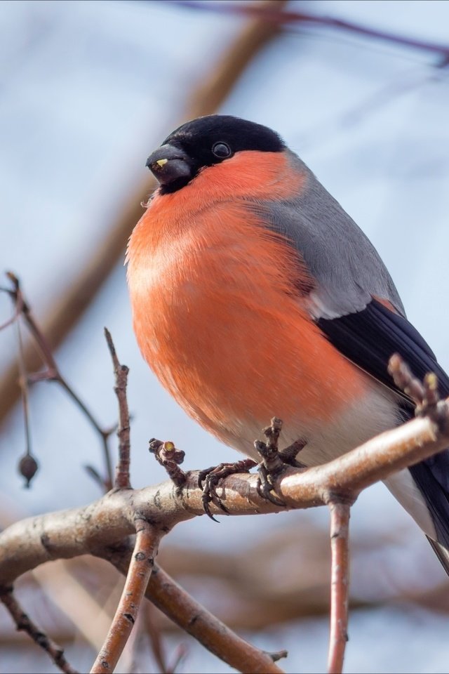 Обои ветка, птица, клюв, перья, снегирь, branch, bird, beak, feathers, bullfinch разрешение 2400x1600 Загрузить