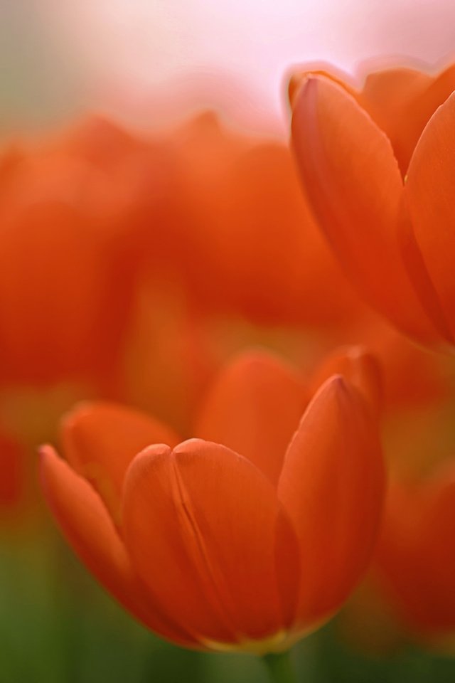 Обои макро, тюльпаны, боке, macro, tulips, bokeh разрешение 2048x1365 Загрузить