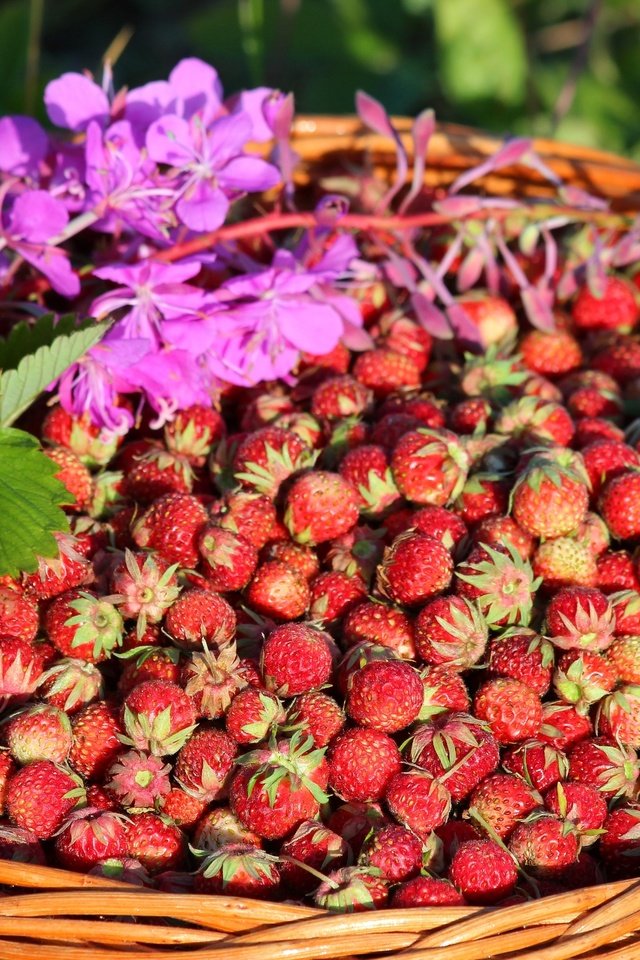 Обои клубника, корзина, ягоды, луговая, strawberry, basket, berries, meadow разрешение 2700x1800 Загрузить