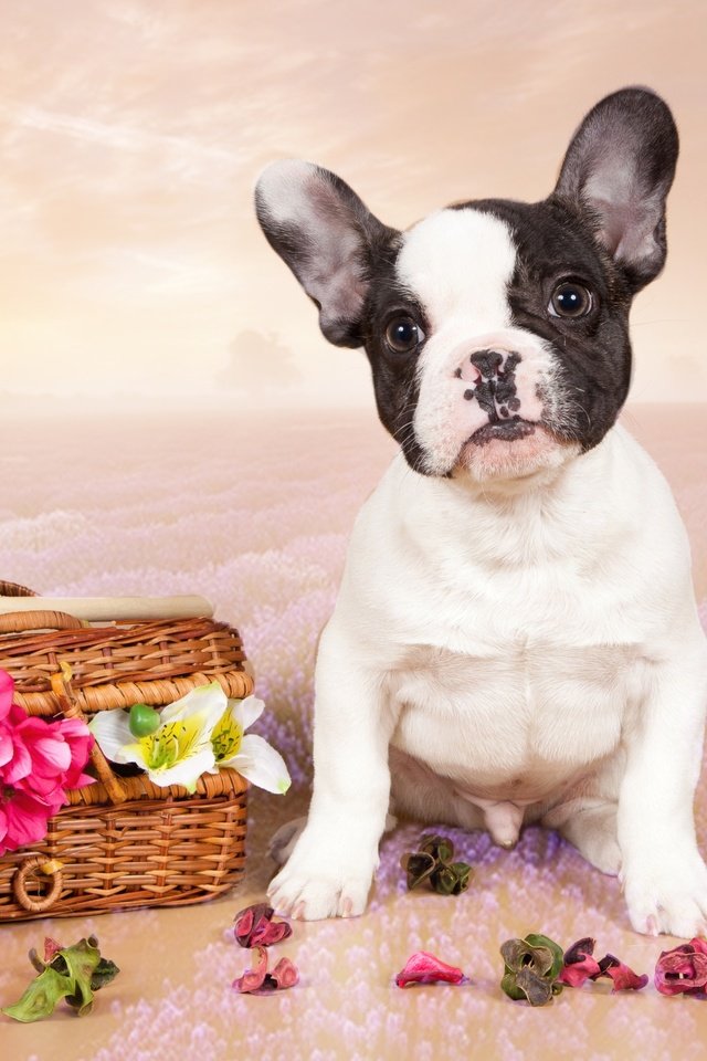 Обои цветы, щенок, французский бульдог, flowers, puppy, french bulldog разрешение 3100x2005 Загрузить