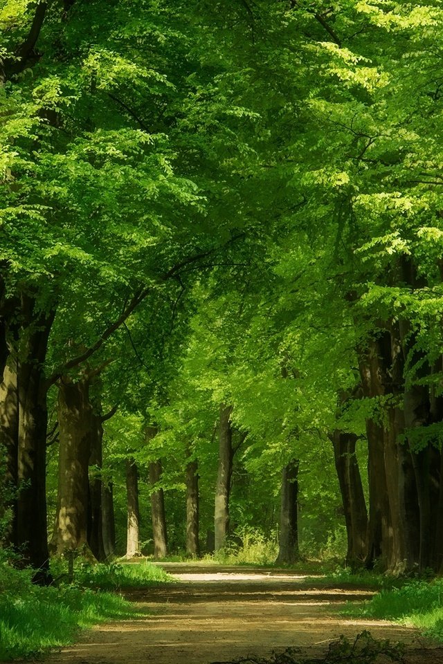 Обои дорога, деревья, зелень, стволы, аллея, кроны, road, trees, greens, trunks, alley, crown разрешение 2000x1205 Загрузить