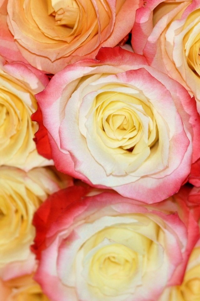 Обои бутоны, отражение, розы, buds, reflection, roses разрешение 1920x1219 Загрузить