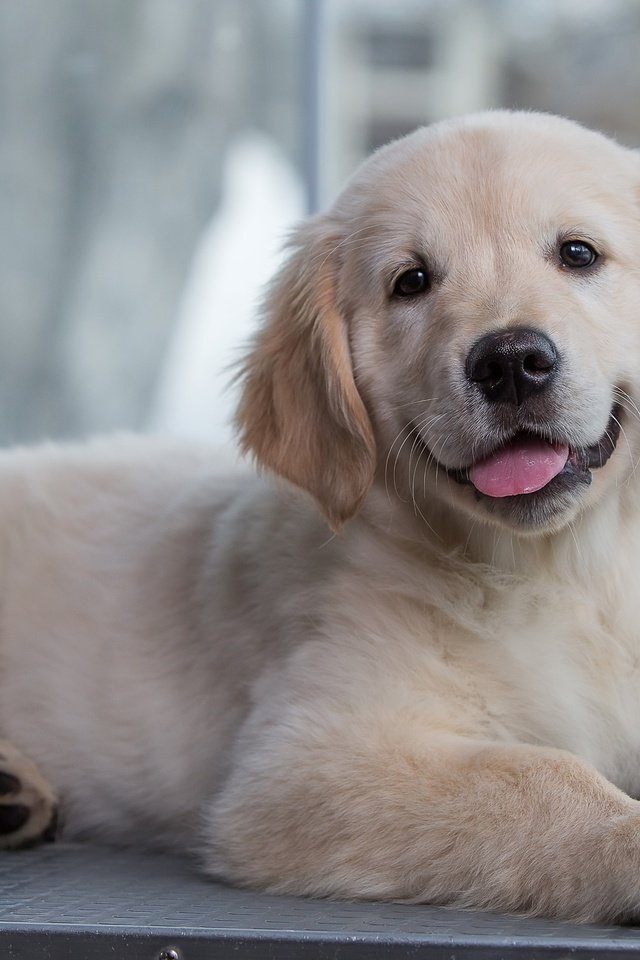 Обои щенок, золотистый ретривер, голден ретривер малыш, puppy, golden retriever, golden retriever baby разрешение 3000x1981 Загрузить