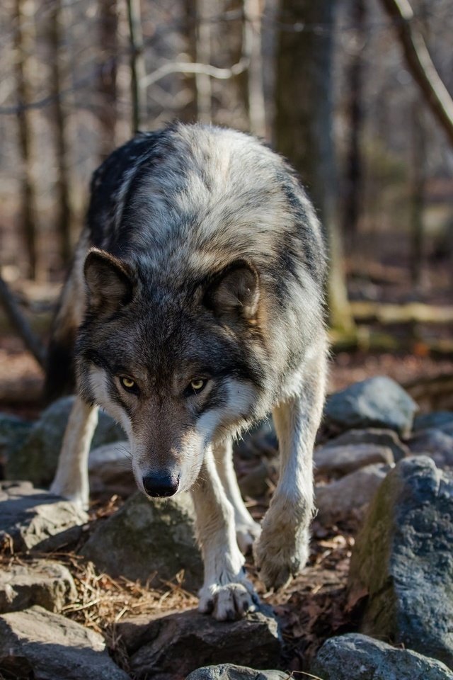 Обои камни, лес, взгляд, хищник, волки, волк, stones, forest, look, predator, wolves, wolf разрешение 2048x1242 Загрузить