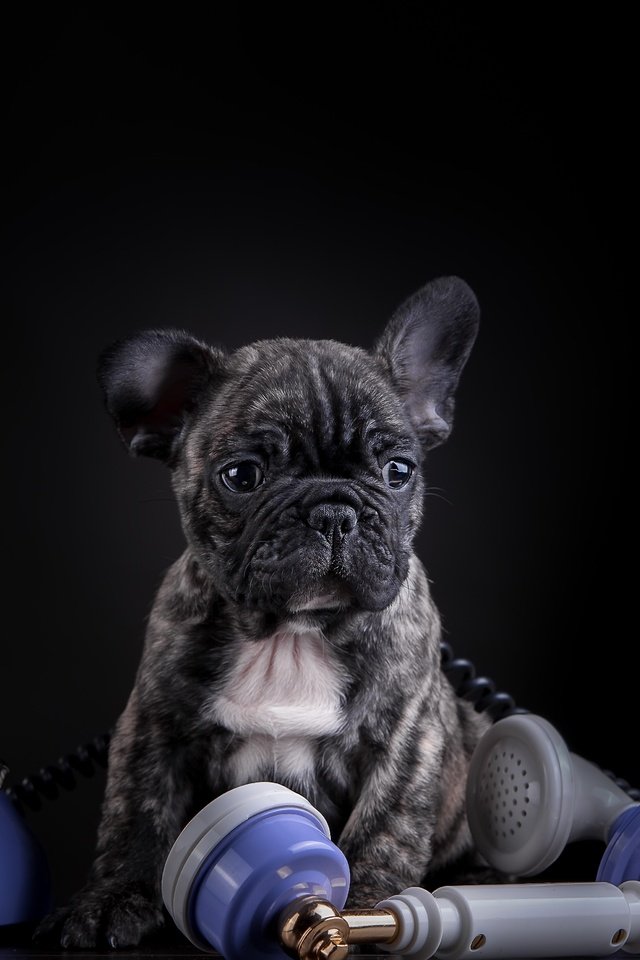 Обои собака, щенок, телефон, французский бульдог, dog, puppy, phone, french bulldog разрешение 5157x3323 Загрузить