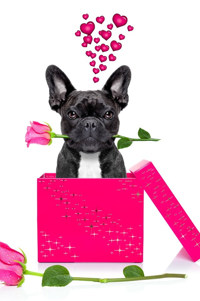 Обои розы, собака, подарок, французский бульдог, roses, dog, gift, french bulldog разрешение 6000x4000 Загрузить