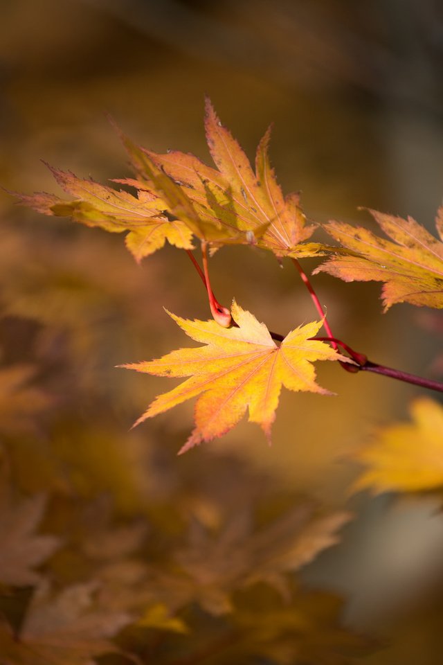 Обои природа, листья, осень, nature, leaves, autumn разрешение 2048x1367 Загрузить