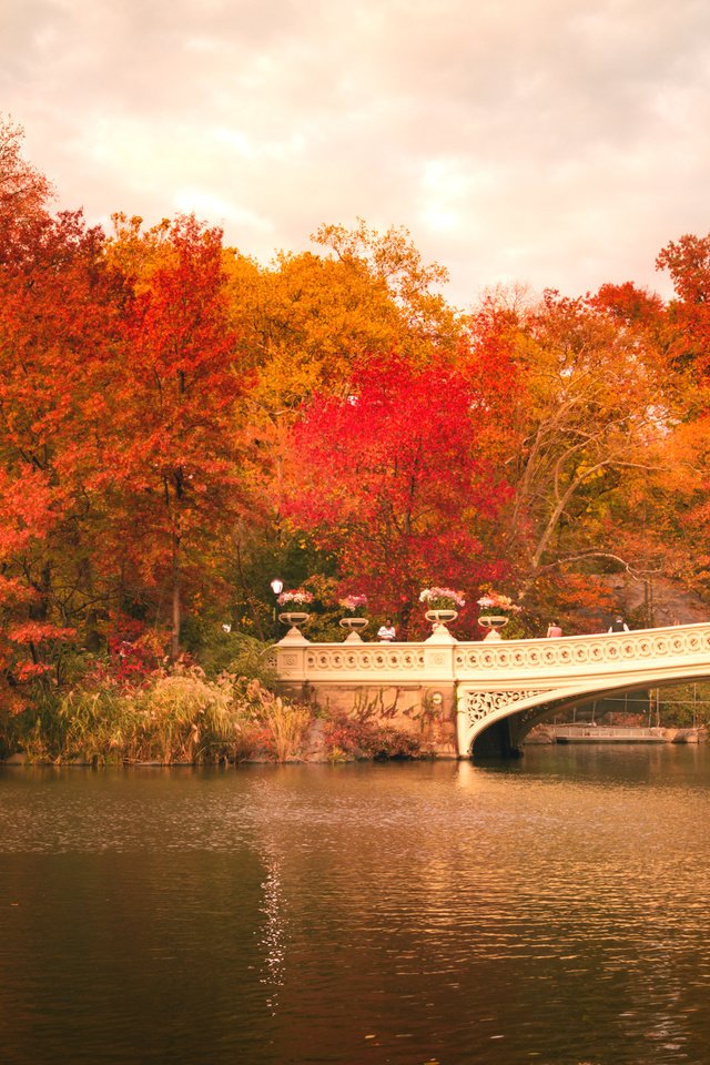 Обои деревья, центральный парк, листья, bow bridge, люди, осень, лодка, зеркало, нью-йорк, соединённые штаты, trees, central park, leaves, people, autumn, boat, mirror, new york, united states разрешение 2248x1499 Загрузить