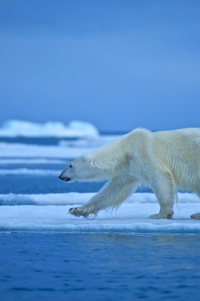 Обои вода, медведь, белый медведь, льдина, water, bear, polar bear, floe разрешение 4500x3000 Загрузить