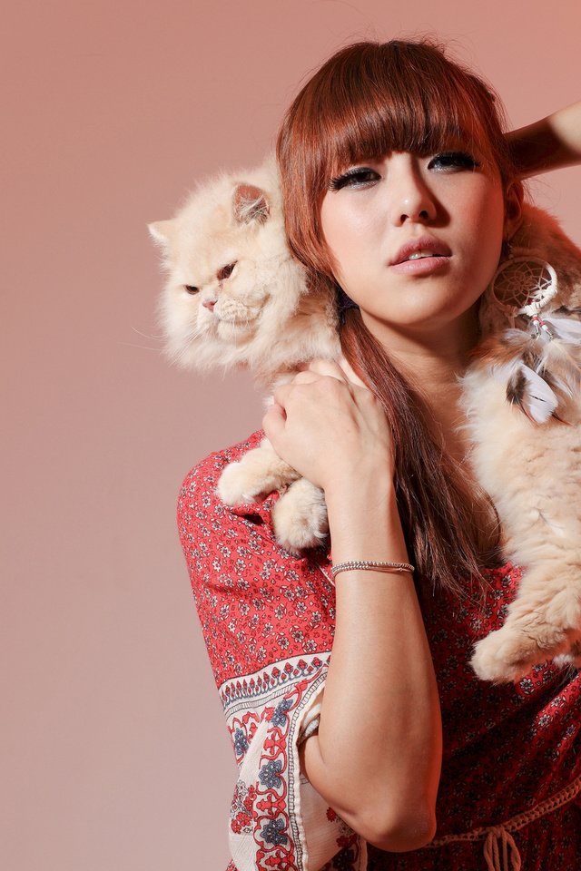 Обои фон, кот, кошка, модель, азиатка, персидская кошка, background, cat, model, asian, persian cat разрешение 2048x1366 Загрузить