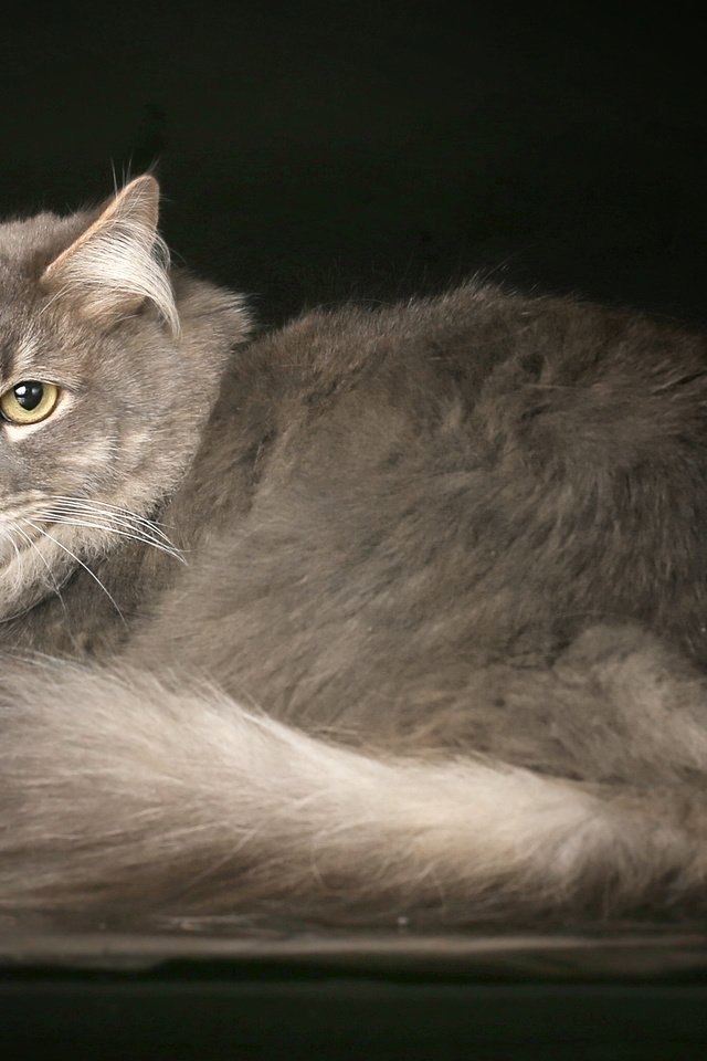 Обои кот, мордочка, кошка, взгляд, серый, красивый, cat, muzzle, look, grey, beautiful разрешение 2560x1600 Загрузить