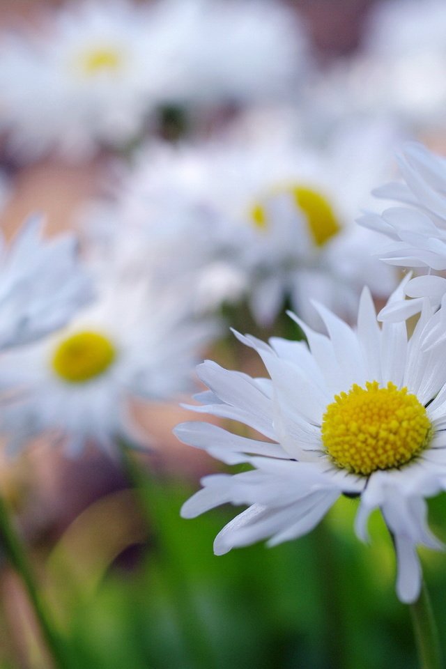 Обои цветы, макро, лепестки, ромашки, flowers, macro, petals, chamomile разрешение 2232x1484 Загрузить