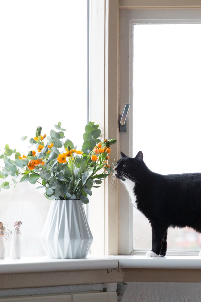 Обои цветы, кот, окно, flowers, cat, window разрешение 2048x1365 Загрузить