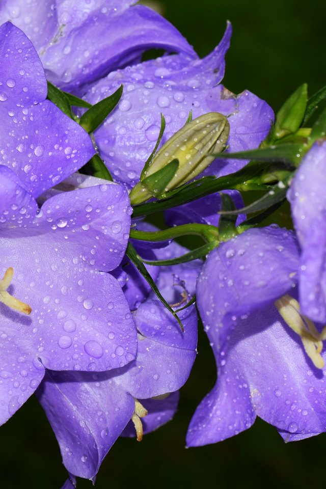 Обои макро, капли, колокольчики, macro, drops, bells разрешение 2048x1365 Загрузить