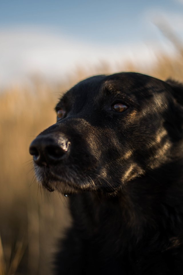 Обои мордочка, взгляд, собака, друг, лабрадор ретривер, muzzle, look, dog, each, labrador retriever разрешение 6016x4016 Загрузить