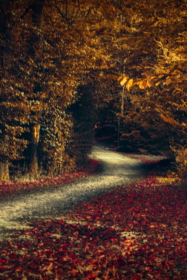 Обои дорога, деревья, лес, листья, осень, road, trees, forest, leaves, autumn разрешение 6144x4096 Загрузить