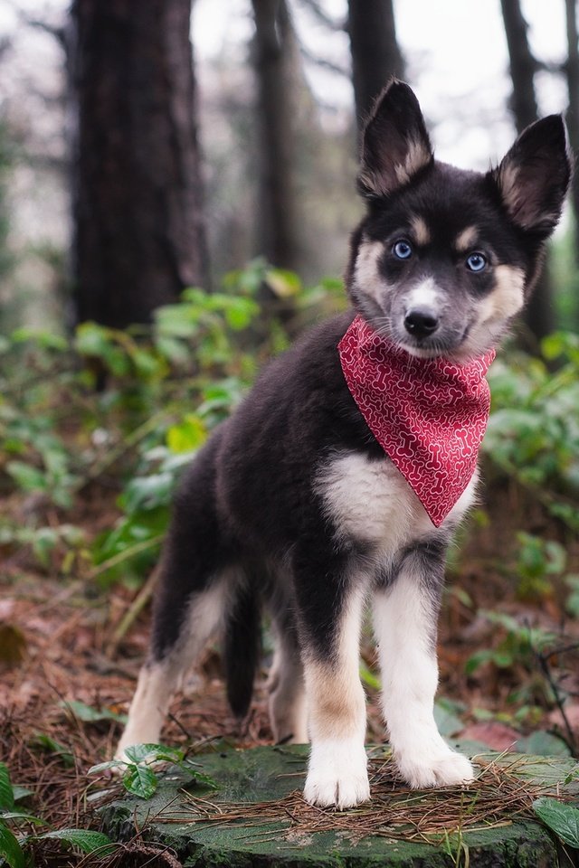 Обои природа, взгляд, собака, щенок, хаски, платок, nature, look, dog, puppy, husky, shawl разрешение 1920x1282 Загрузить