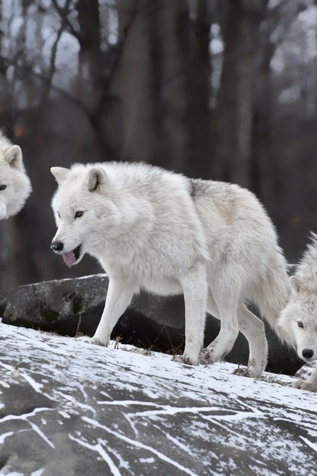 Обои снег, природа, волки, волк, snow, nature, wolves, wolf разрешение 1920x1200 Загрузить