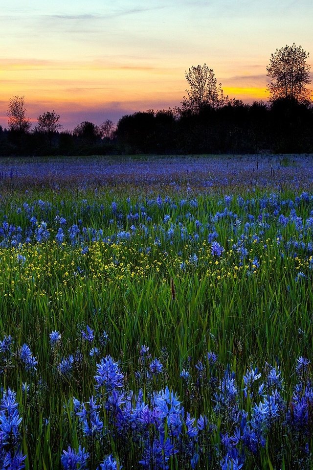 Обои небо, цветы, деревья, природа, зелень, закат, поле, луг, the sky, flowers, trees, nature, greens, sunset, field, meadow разрешение 1920x1200 Загрузить