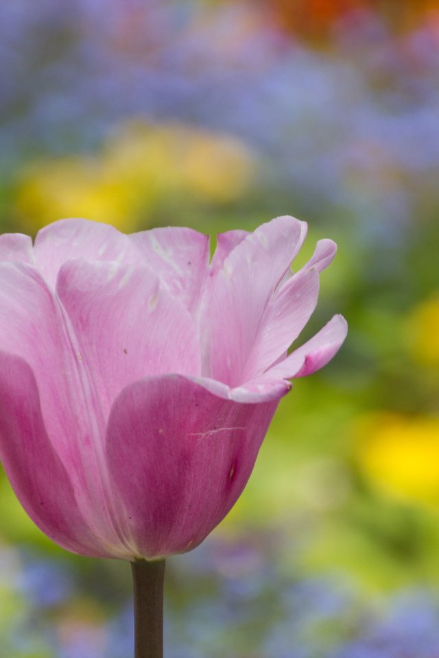Обои цветы, весна, розовый, тюльпан, flowers, spring, pink, tulip разрешение 2048x1365 Загрузить