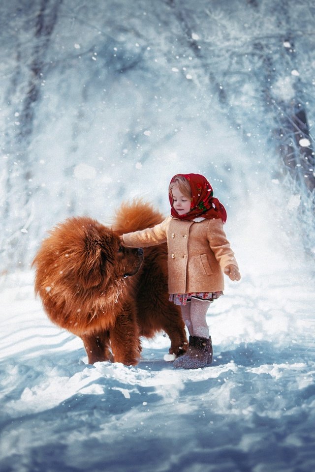 Обои снег, чау-чау, зима, собака, девочка, ребенок, платок, пальто, тибетский мастиф, snow, chow, winter, dog, girl, child, shawl, coat, tibetan mastiff разрешение 1920x1200 Загрузить