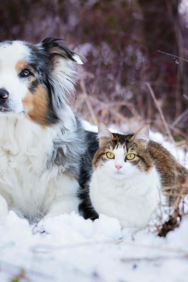 Обои снег, зима, кошка, собака, австралийская овчарка, snow, winter, cat, dog, australian shepherd разрешение 2048x1365 Загрузить