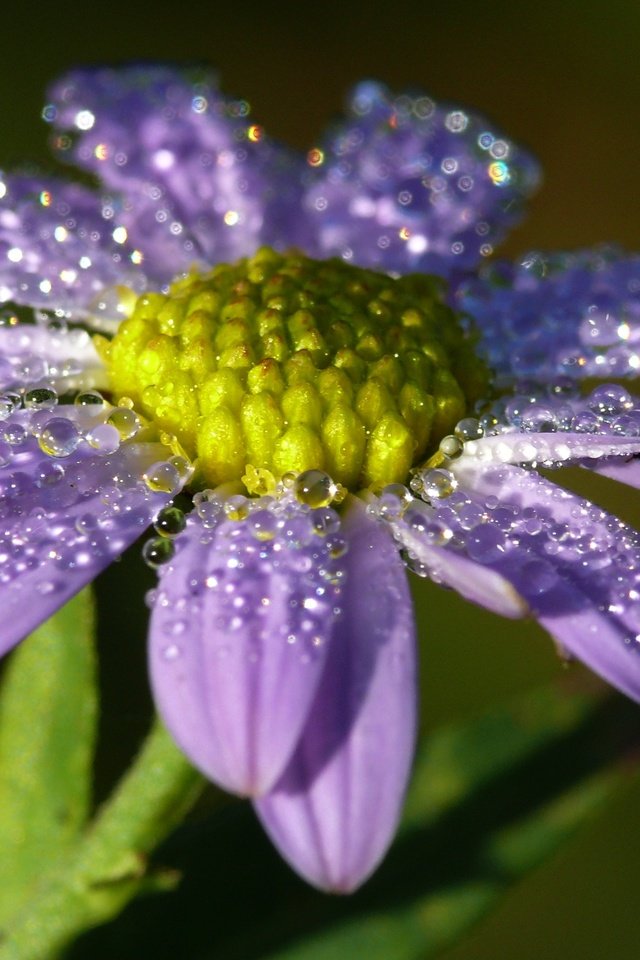 Обои вода, макро, цветок, капли, лепестки, water, macro, flower, drops, petals разрешение 3159x1999 Загрузить