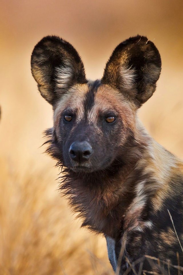 Обои юар, национальный парк крюгера, гиена, гиеновая собака, гиеновидная собака, south africa, kruger national park, hyena, hyenas dog, the african wild dog разрешение 1920x1080 Загрузить