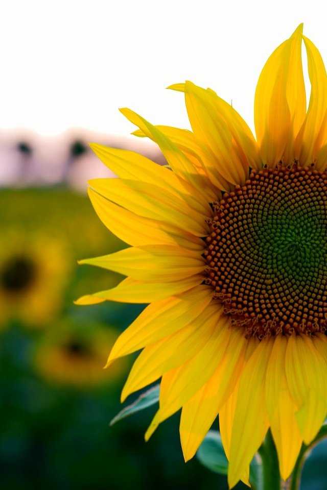 Обои цветы, поле, лето, подсолнух, боке, flowers, field, summer, sunflower, bokeh разрешение 2048x1365 Загрузить