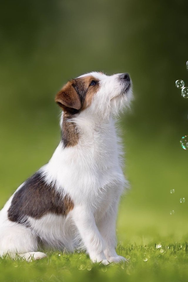Обои трава, собака, мыльные пузыри, джек-рассел-терьер, grass, dog, bubbles, jack russell terrier разрешение 2048x1365 Загрузить