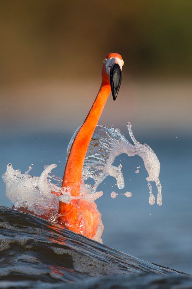 Обои вода, море, фламинго, размытость, птица, животное, шея, ray hennessy, water, sea, flamingo, blur, bird, animal, neck разрешение 3009x2003 Загрузить