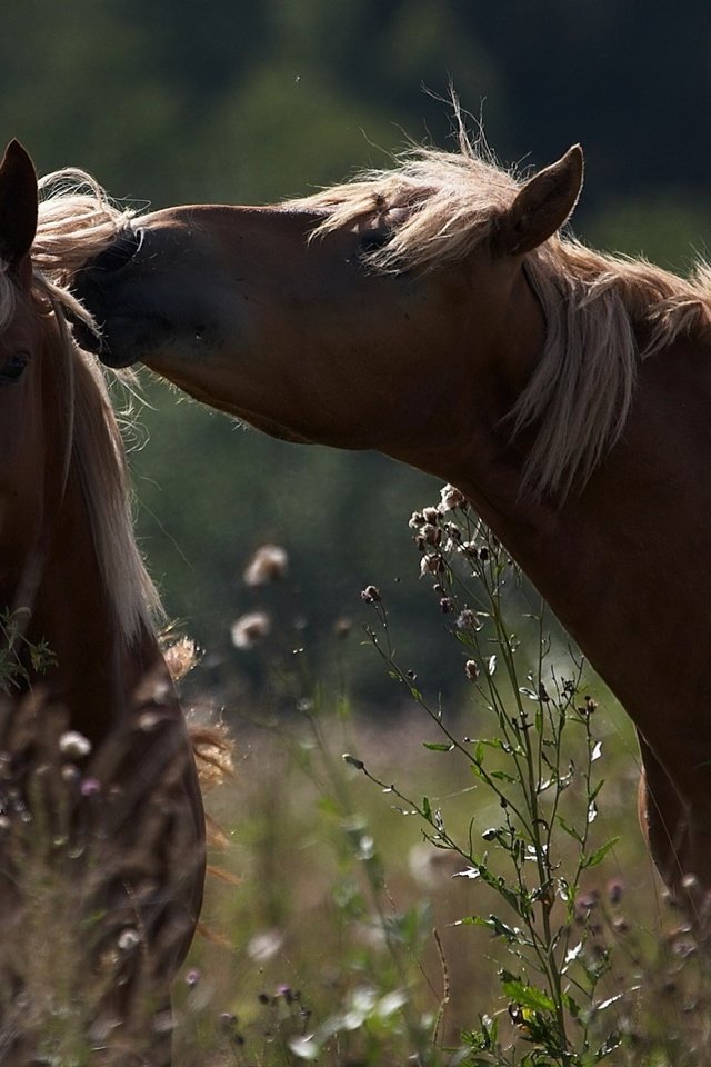 Обои лошадь, природа, животные, лошади, грива, horse, nature, animals, mane разрешение 2560x1372 Загрузить