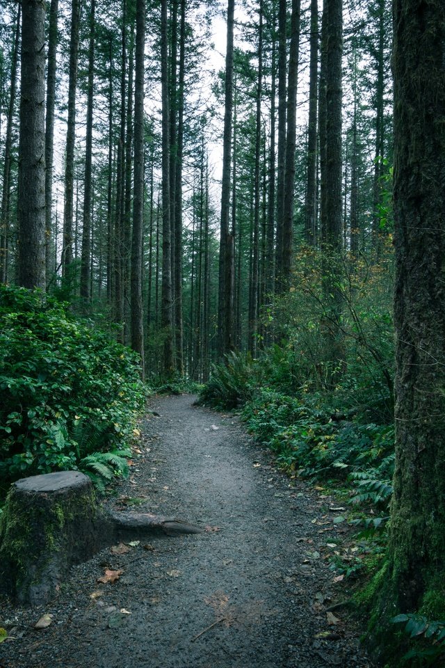 Обои деревья, лес, тропинка, тропа, мох, папоротник, чаща, trees, forest, path, trail, moss, fern, thicket разрешение 5196x3464 Загрузить