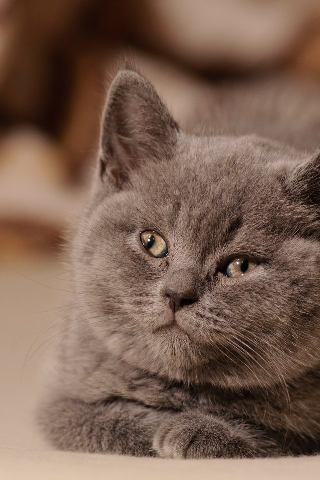 Обои глаза, кот, усы, кошка, взгляд, котенок, пушистый, британская короткошерстная кошка, eyes, cat, mustache, look, kitty, fluffy, british shorthair разрешение 4288x2647 Загрузить