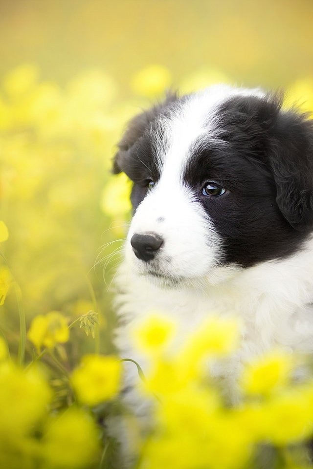 Обои цветы, лето, собака, щенок, бордер-колли, alicja zmysłowska, flowers, summer, dog, puppy, the border collie разрешение 2048x1365 Загрузить