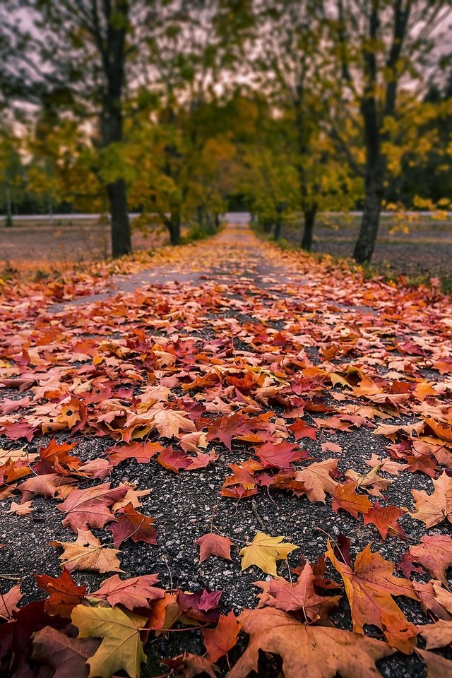 Обои дорога, деревья, природа, листья, осень, road, trees, nature, leaves, autumn разрешение 2048x1365 Загрузить