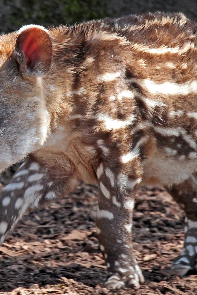 Обои лапы, пятна, животное, нос, тапир, paws, spot, animal, nose, tapir разрешение 2043x1362 Загрузить