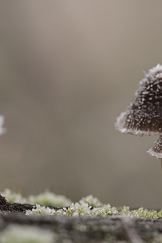 Обои природа, макро, иней, грибы, шляпки, nature, macro, frost, mushrooms, hats разрешение 2560x1440 Загрузить