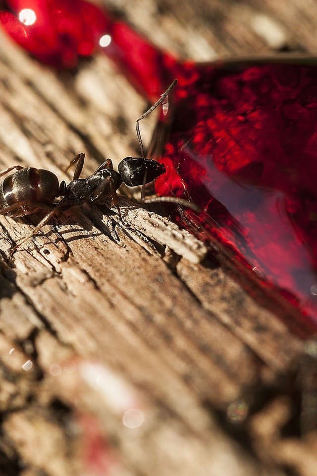 Обои дерево, макро, насекомое, капля, муравей, пьет, tree, macro, insect, drop, ant, drinking разрешение 2560x1600 Загрузить