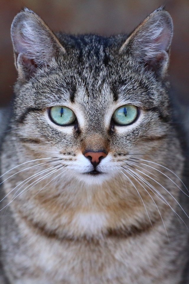 Обои глаза, усы, кошка, взгляд, мордашка, eyes, mustache, cat, look, face разрешение 1920x1280 Загрузить