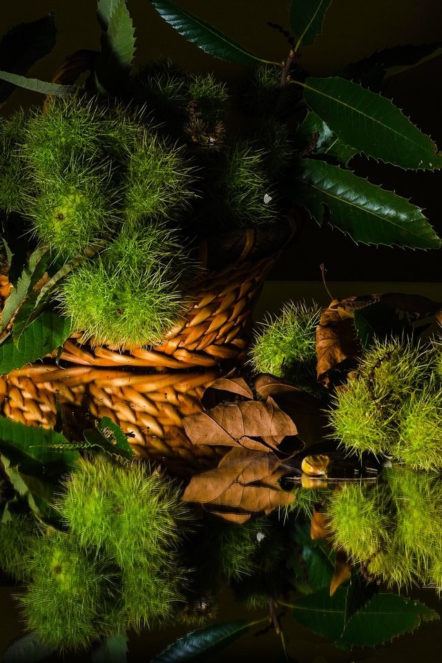 Обои зелень, листья, отражение, черный фон, натюрморт, каштан, greens, leaves, reflection, black background, still life, chestnut разрешение 2048x1401 Загрузить