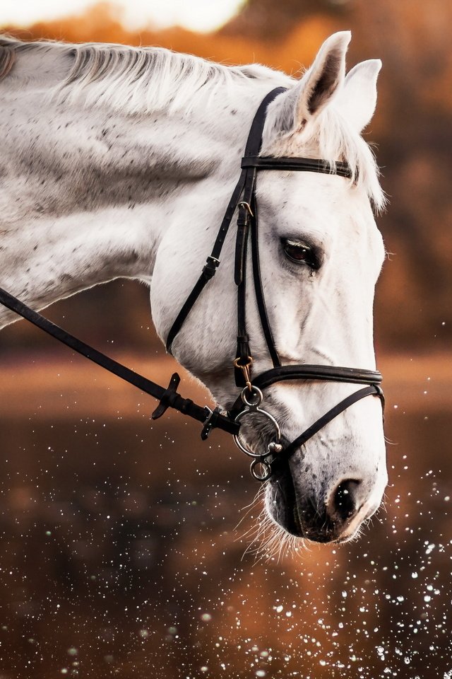 Обои лошадь, природа, брызги, профиль, конь, белая, horse, nature, squirt, profile, white разрешение 2560x1707 Загрузить