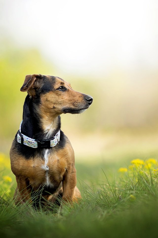 Обои трава, собака, одуванчики, ошейник, такса, фиби, dackelpuppy, grass, dog, dandelions, collar, dachshund, phoebe разрешение 2048x1328 Загрузить