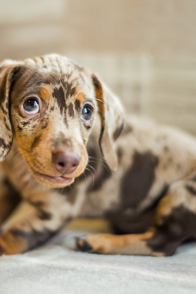 Обои глаза, мордочка, взгляд, собака, щенок, такса, eyes, muzzle, look, dog, puppy, dachshund разрешение 5110x3407 Загрузить