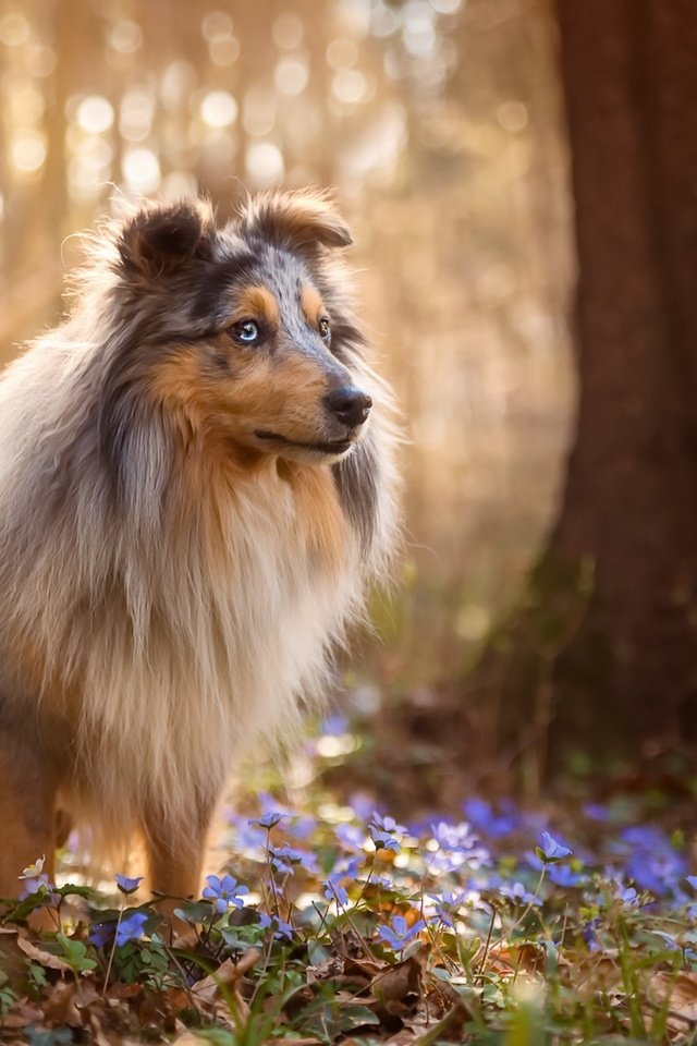 Обои цветы, природа, лес, собака, весна, шелти, sabine fallend, flowers, nature, forest, dog, spring, sheltie разрешение 1920x1150 Загрузить